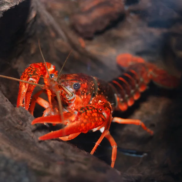 Louisianai mocsár rákok procambarus vízből — Stock Fotó