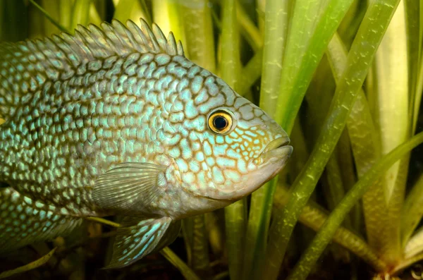 Peixes tropicais em aquário — Fotografia de Stock