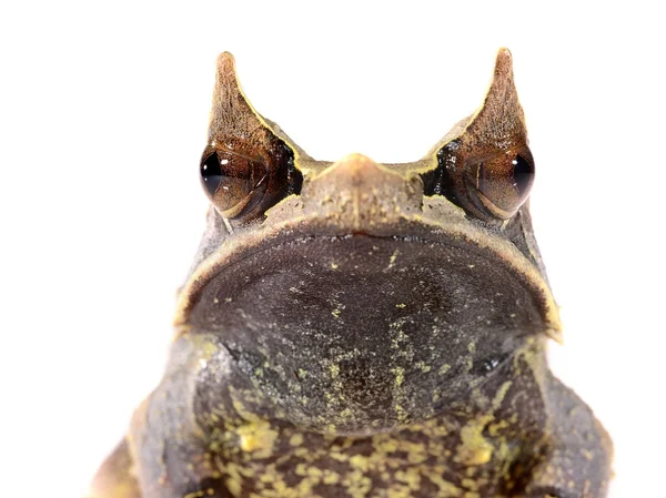 The long-nosed horned frog Megophrys nasuta isolated on white — Stock Photo, Image
