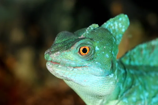 Lagarto verde colorido primer plano —  Fotos de Stock