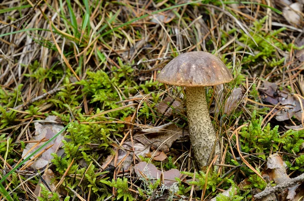 Pilz im Wald — Stockfoto