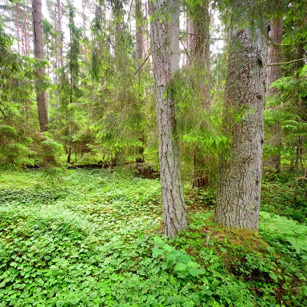 Temná borovice lesní scéna — Stock fotografie