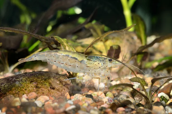 Exotische zoetwatergarnalen in aquarium — Stockfoto