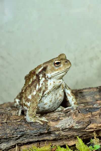 European common toad — Stock Photo, Image