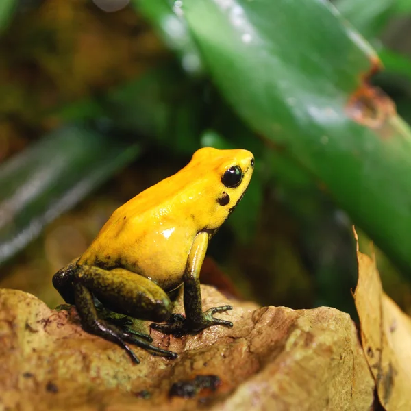 Желтая лягушка — стоковое фото