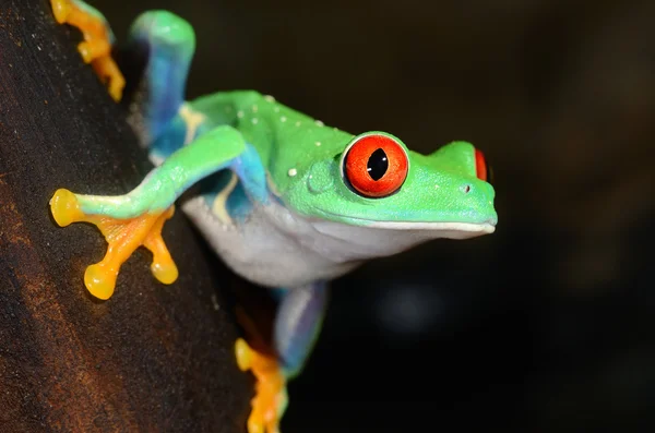 Sapo-de-olho-vermelho Agalychnis callidryas em terrário — Fotografia de Stock