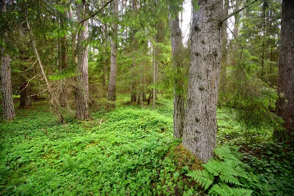 Mörk tallskog scen — Stockfoto