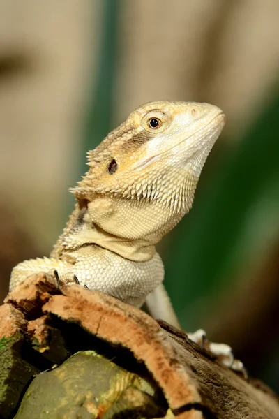 Sand agama in terrarium — Stock Photo, Image