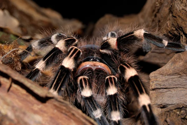 Чёрный тарантул — стоковое фото