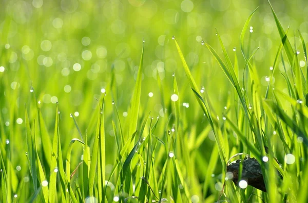 Čerstvě zelená tráva s kapkami vody zblízka — Stock fotografie