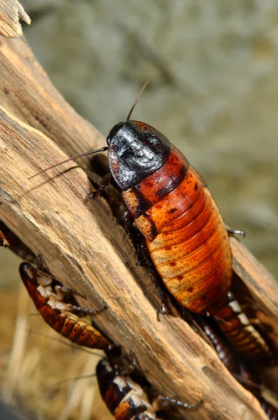 Silbido de Madagascar (Gromphadorhina portentosa) cucaracha — Foto de Stock