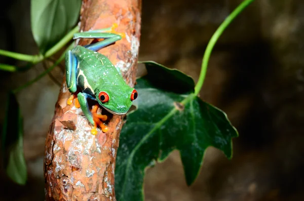 Sapo-de-olho-vermelho Agalychnis callidryas em terrário — Fotografia de Stock