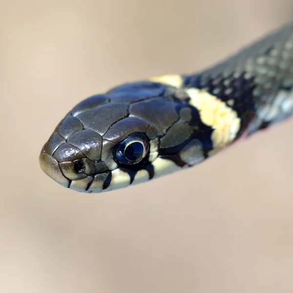 Snok närbild — Stockfoto