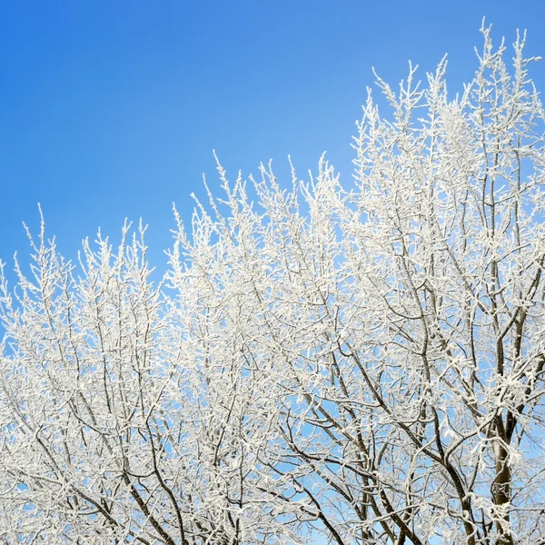 Седой мороз на деревьях зимой — стоковое фото