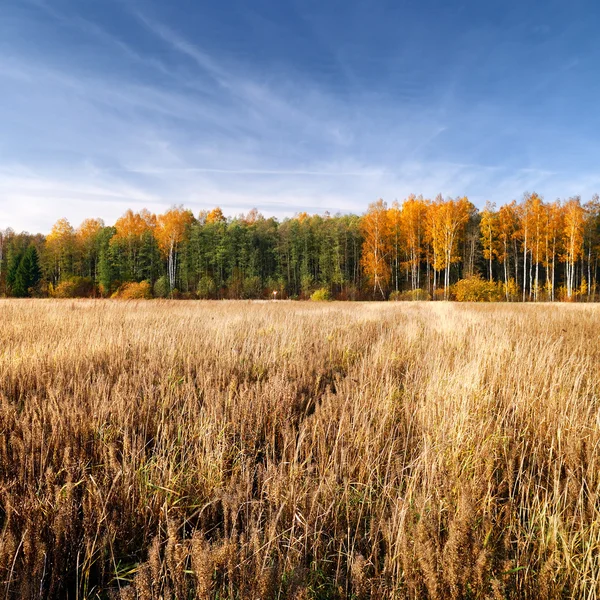 秋のシーズンで穀物のフィールド。ラトビア — ストック写真