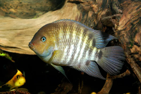 Cichlasoma sajica peixe em aquário — Fotografia de Stock