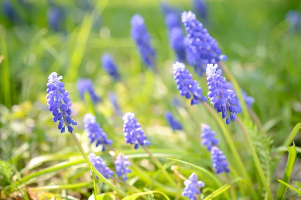 Blue flowers close-up in spring — Stock Photo, Image