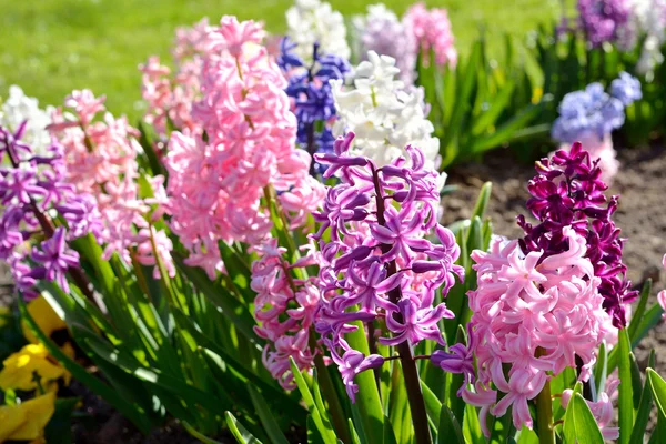 Hyacint blommor nÃ ¤ra i trÃ ¤dgÃ ¥rden — Stockfoto