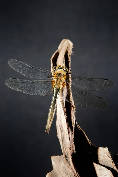 Dragonfly sitting on the stick on black — Stock Photo, Image