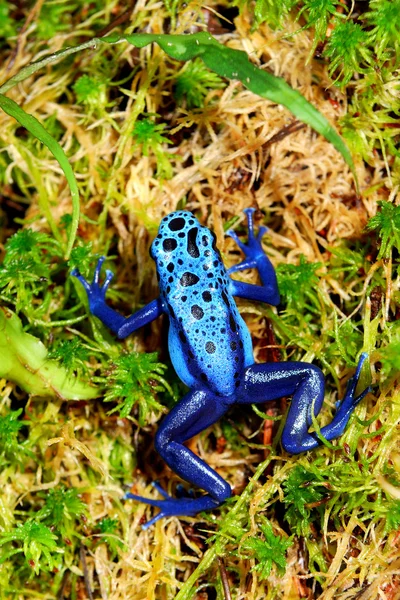 多彩蓝色青蛙 dendrobates 红花 — 图库照片