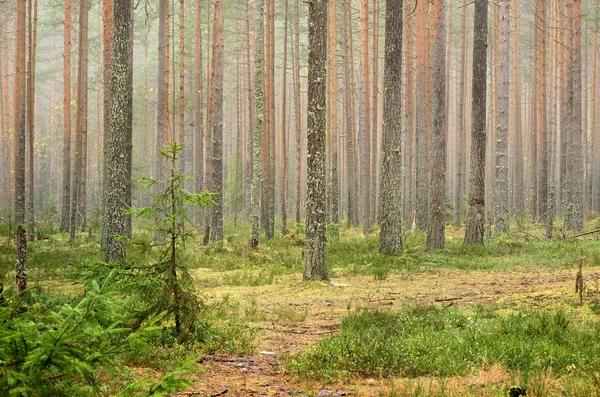 Dark pine forest scene — Stock Photo, Image