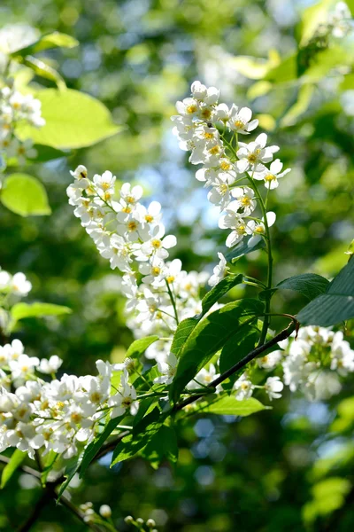 Hackberry kwiaty makro — Zdjęcie stockowe