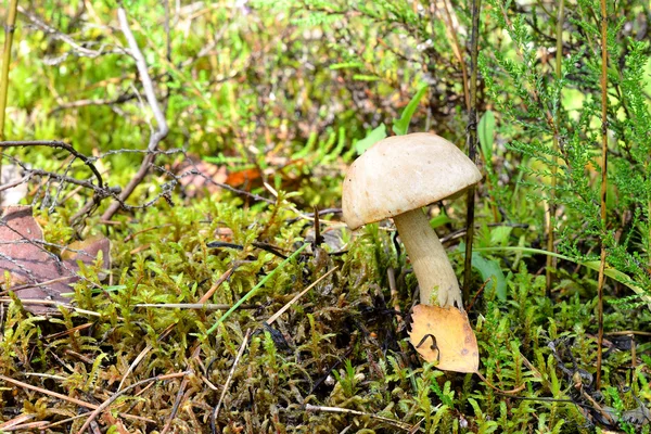 Cogumelo na floresta — Fotografia de Stock