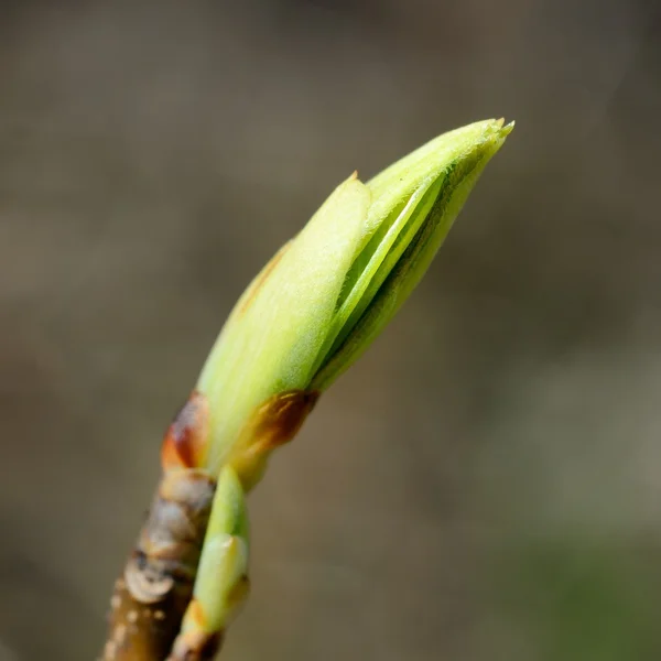 Green tree bud close-up against blue sky in spring — Stock Photo, Image