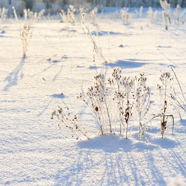 Hoar-geada no inverno — Fotografia de Stock