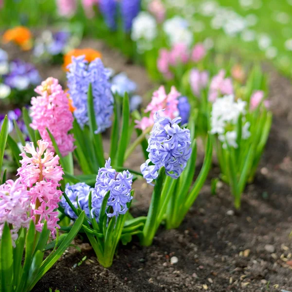 Hyazinthenblüten aus nächster Nähe im Garten — Stockfoto