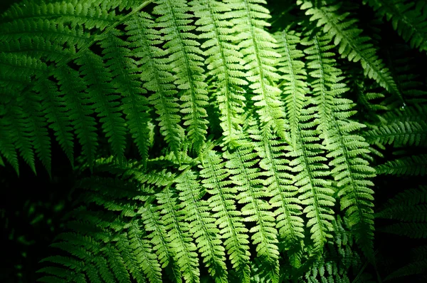 Samambaia close-up na floresta — Fotografia de Stock