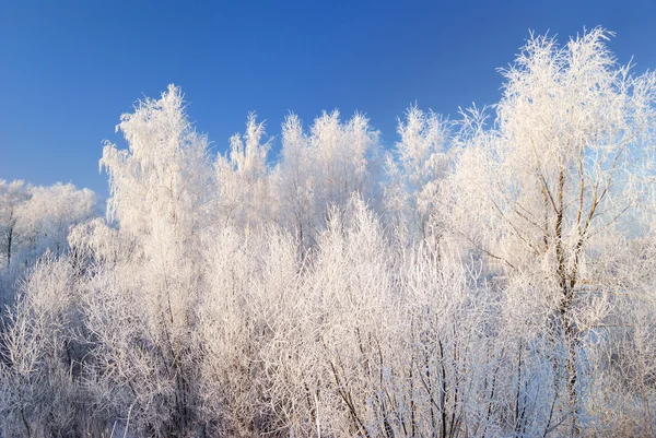 Zimní krajina s snoe zahrnuty stromy proti modré obloze — Stock fotografie