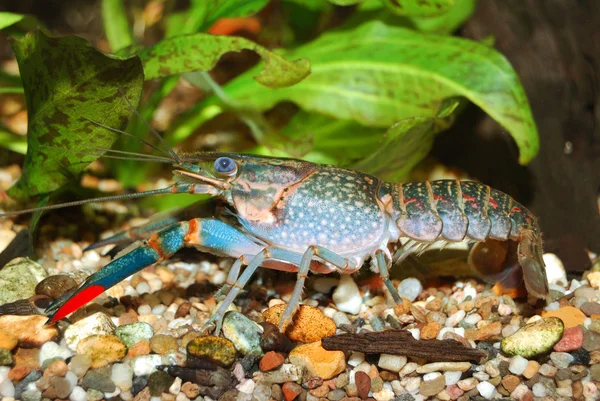 Blauwe rivierkreeft — Stockfoto