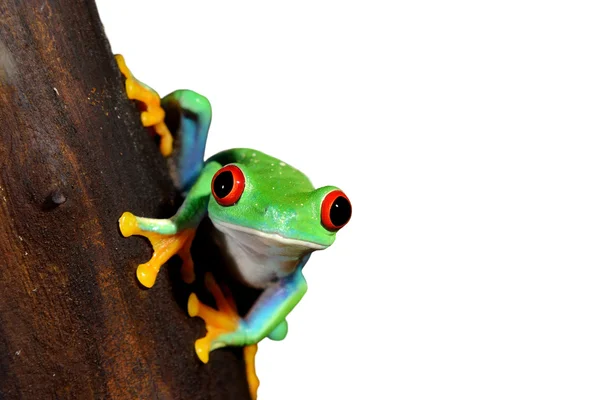 Sapo-de-olho-vermelho Agalychnis callidryas em terrário — Fotografia de Stock