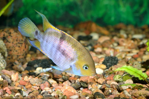 Cichlasoma sajica fish in aquarium — Stock Photo, Image