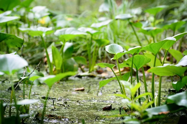 Forest swamp landscape view — Stock Photo, Image