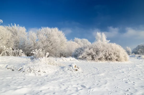 Hoar-vorst op bomen in de winter — Stockfoto