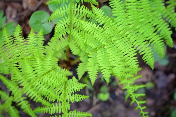 Nouvelle fougère sping en gros plan dans la forêt — Photo