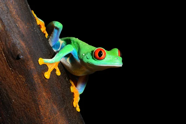 Red-eye frog Agalychnis callidryas in terrarium — Stock Photo, Image