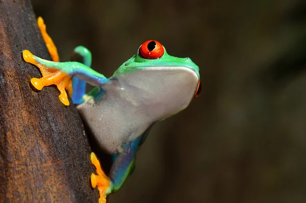 Röda ögon lövgroda rödögd bladgroda i terrarium — Stockfoto