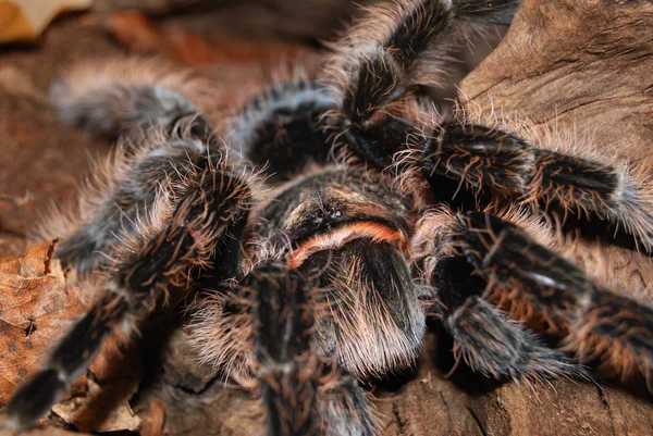 Tarántula — Foto de Stock