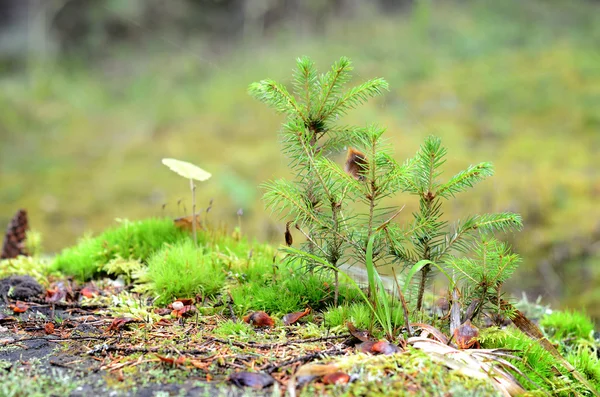 Little pine trees on a tree stump — Stock Photo, Image