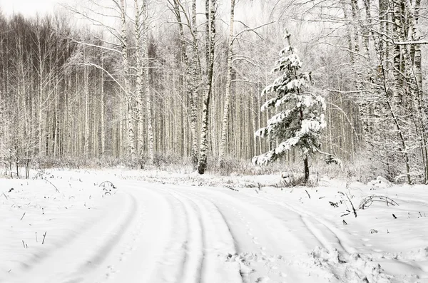 Winterszene: Straße und Wald mit Raureif an Bäumen — Stockfoto