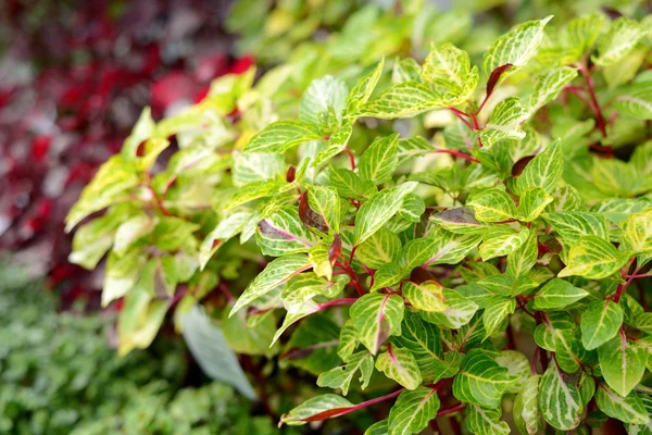 Tropical plant close-up