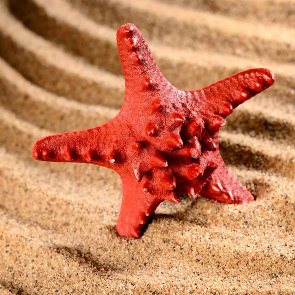 Sea star on the sandy beach — Stock Photo, Image