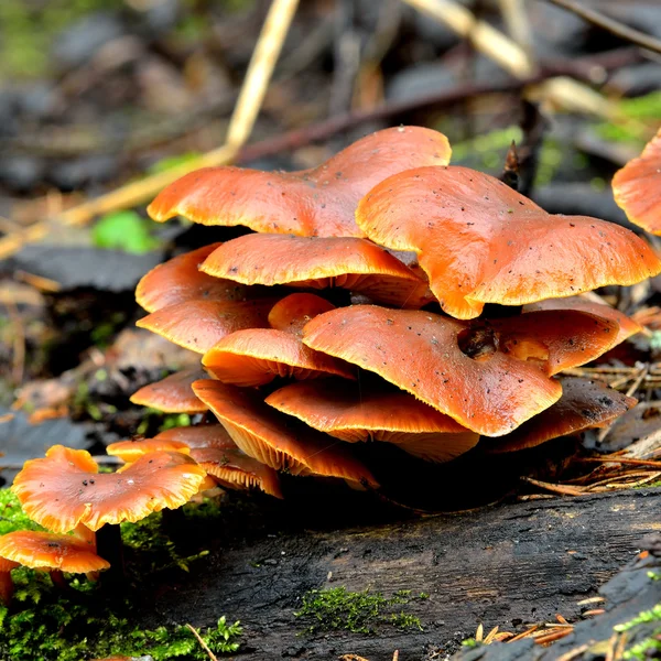 Cogumelos em um toco de árvore na floresta — Fotografia de Stock