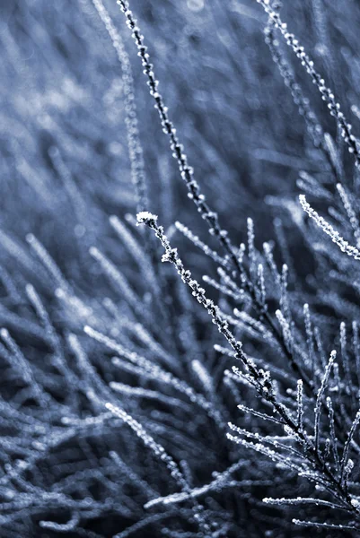 Frost på ett träd — Stockfoto