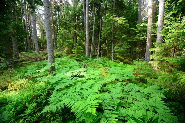 Dark pine forest scene — Stock Photo, Image