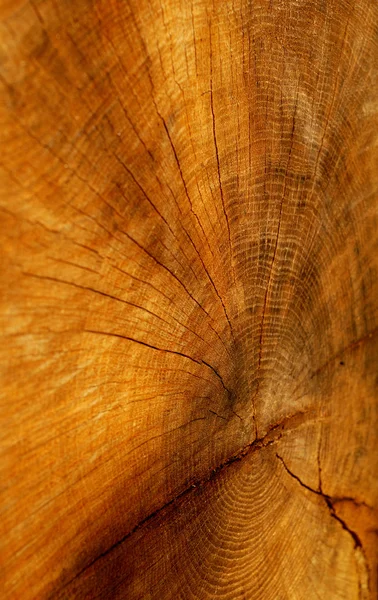 切割树纹理 — 图库照片