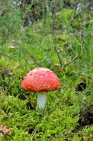 木耳蘑菇。在森林里的毒蕈 — 图库照片